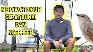 Download lagu Tips and care for mountain ciblek so that they sing quickly and diligently mp3