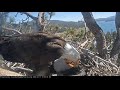 02 17 20 Big Bear Lake Eagles Don T Touch That