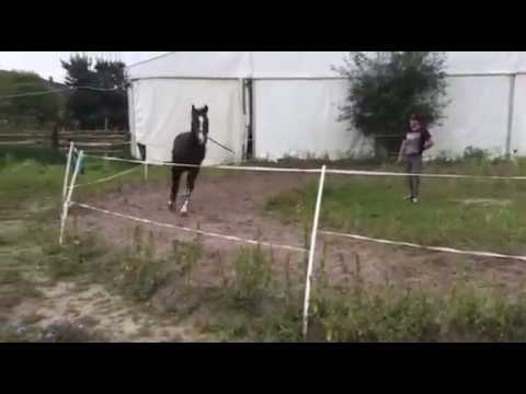 5 yo gelding  by Connor-Casall/ Calando I