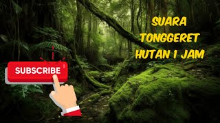 Download lagu RELAKSASI SUARA TONGGERET HUTAN II 1 JAM mp3