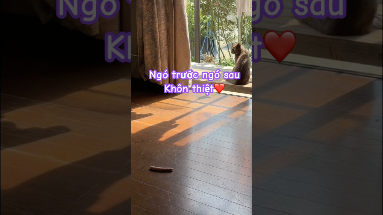 Tua nhanh toàn cảnh mèo Xám xin xúc xích #nhacam #mèohoang  #cuocsonglangque #cats