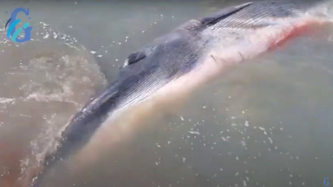 Trainata al largo la balenottera che si è ferita sotto il pontile del porto di Talamone