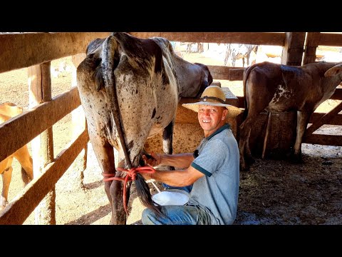 ELE TIRA LEITE A MODA ANTIGA E AMANSA ANIMAIS