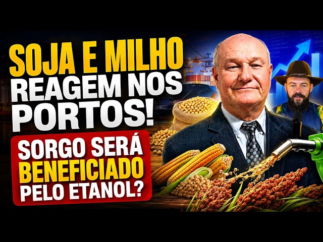 Soja e milho reagem nos portos! Sorgo será beneficiado pelo etanol?