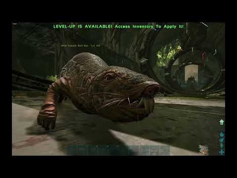 Ark Official How to Tame/Use a Rollrat
