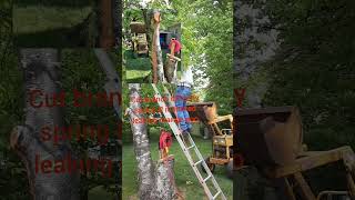 Cutting Off The Limb To Save The Body!!! #diy #spring #bandage
