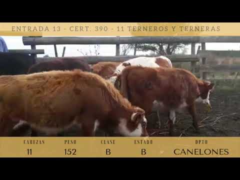 Lote 11 Terneros y Terneras 3HE,  1HExAA,  7HExNO 152kg -  en San Jacinto