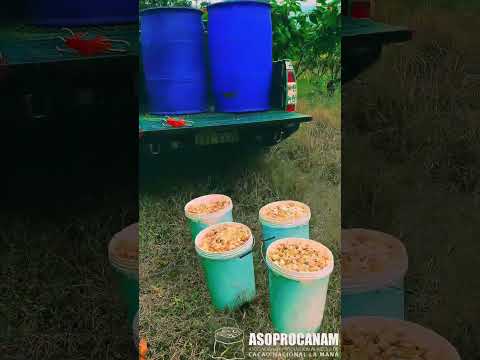 🎬🍫 Así Nació ASOPROCANAM | Historia del Cacao Nacional en La Maná – Cotopaxi 🇪🇨🌱