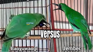 Download lagu DUEL SENGIT !! CUCAK IJO BANYUWANGI vs CUCAK IJO JEMBER mp3 Download lagu DUEL SENGIT !! CUCAK IJO BANYUWANGI vs CUCAK IJO JEMBER mp3