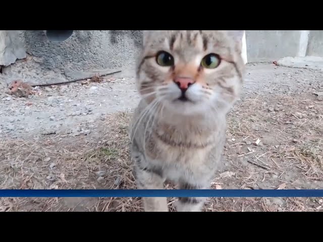 Зоозащитникам дадут грант на открытие приютов