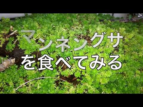 マンネングサ、マンネングサ