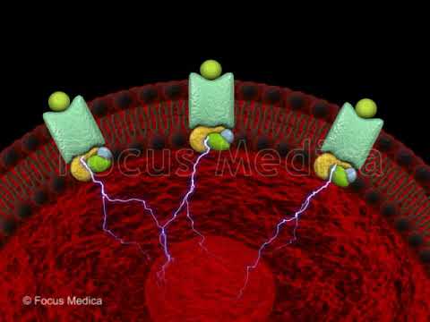 Role of alpha adrenergic receptors - Animated Atlas of BPH and OAB