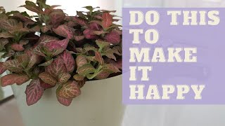 How To Grow NERVE PLANT | How to Care for Fittonia Plant