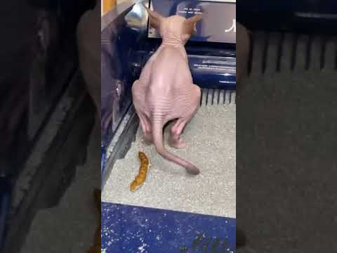 Hairless cat takes a poop!
