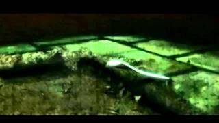 The Brian Jonestown Massacre - Spanish Bee