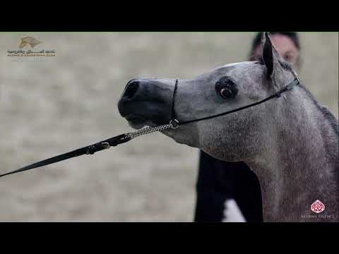 N 171 AHOOD UMM ALUDHAM   22nd Qatar National 2019   Fillies 2 years old Class 4B