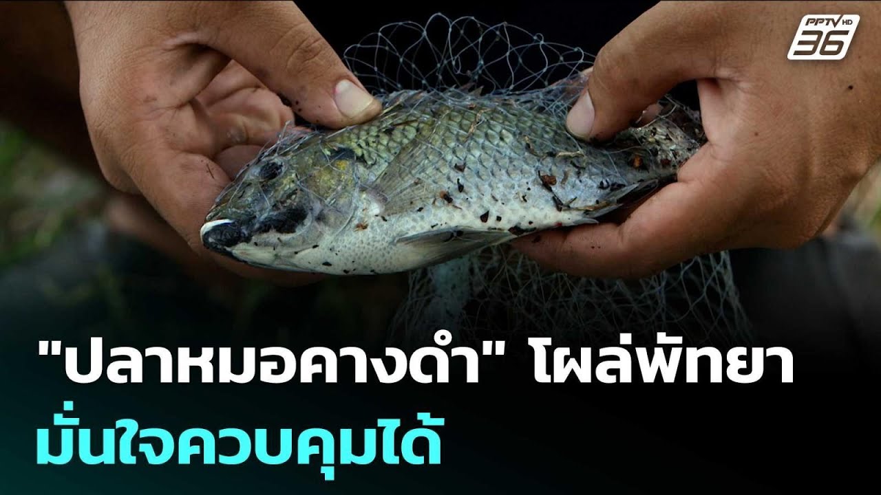 "ปลาหมอคางดำ" โผล่พัทยา มั่นใจควบคุมได้ | เรื่องใหญ?