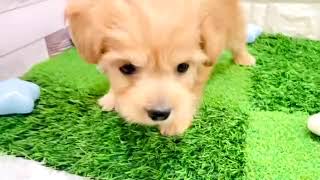 ハーフ犬の動画01