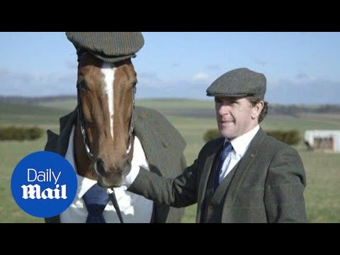 Race horse dresses up in tweed suit for Cheltenham 2016 - Daily Mail