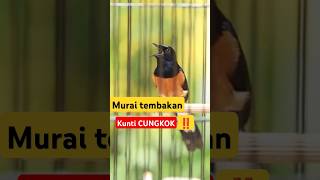 Download lagu murai tembakan cungkok ‼️KUNTI CUNGKO‼️ #rawatanmuraibatu #muraibongkarisian #muraibatugacor mp3