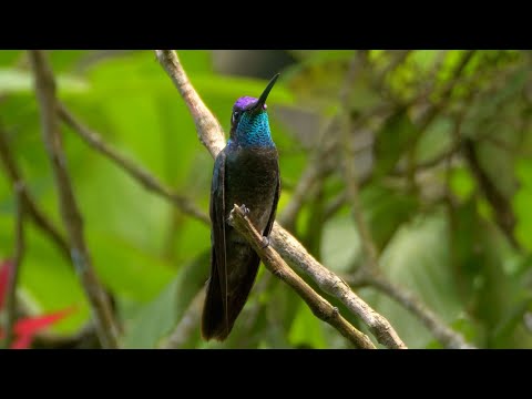 Rivoli's Hummingbird and its Call