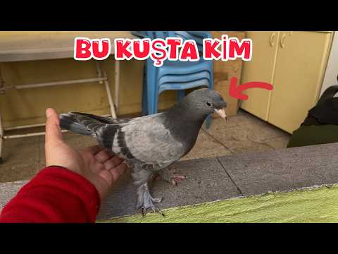 WHERE DID THIS BABY PIGEON COME FROM? (WHO ARE YOU?)