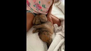 Rabbit /  Ha Ha Ha Ha / My Rabbit Tickles Me / CUTE FUNNY ADORABLE ANIMALS