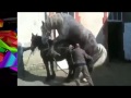 TOP CABALLO HORSE MATING HARD Funny Animals Videos TRY NOT TO LAUGH 2017