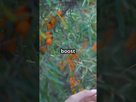 Seabuckthorn Pure Pulp