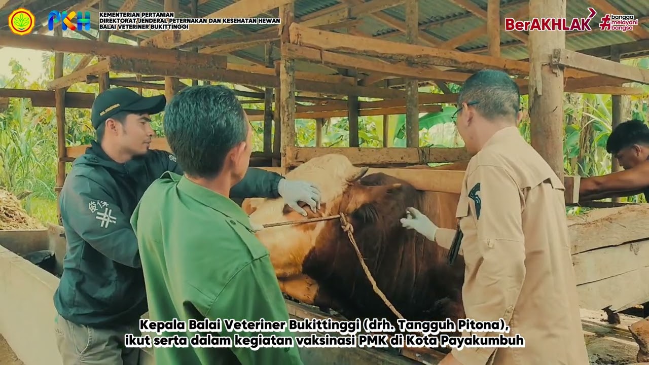 Sukseskan Bulan Vaksinasi PMK: Kepala BVet Bukittinggi ikut serta dalam kegiatan vaksinasi PMK