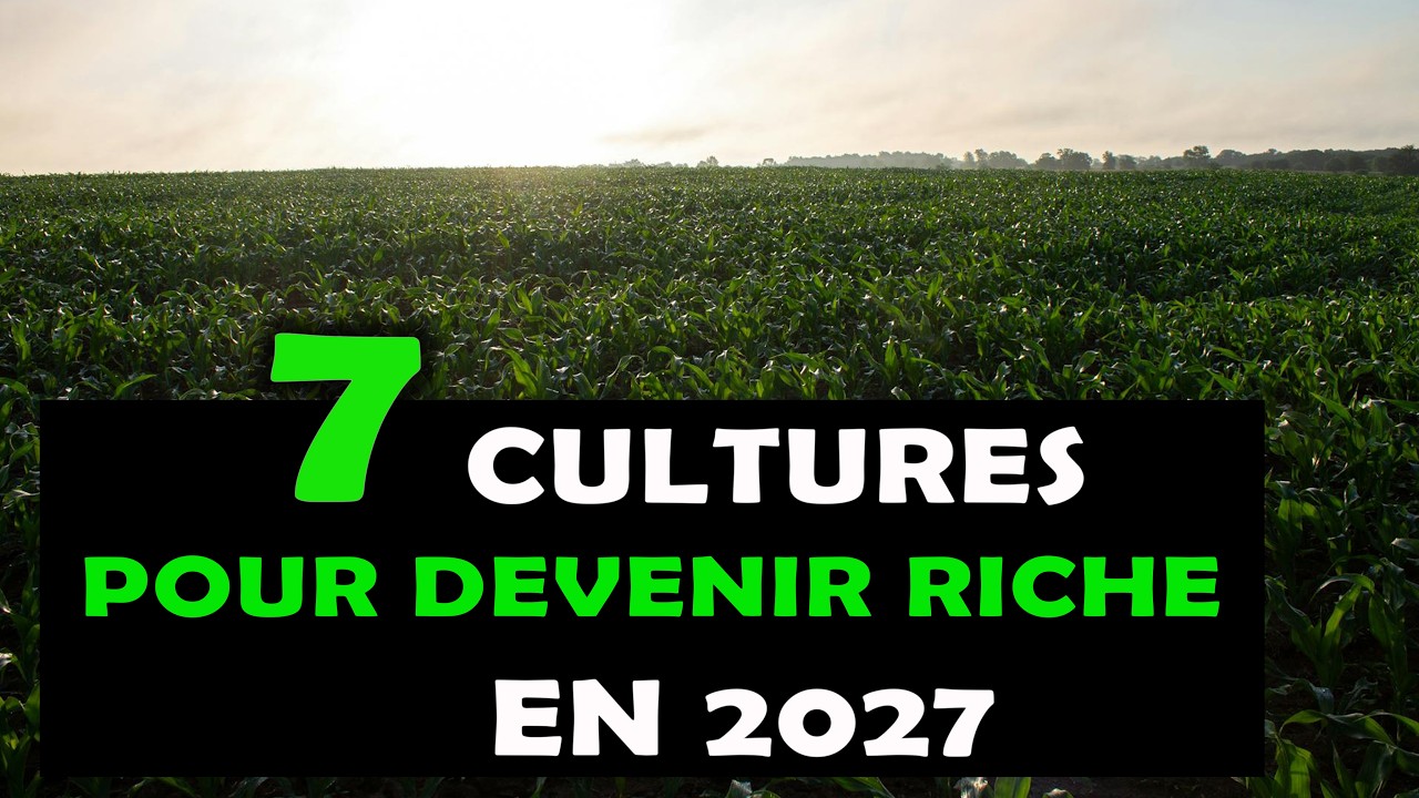AGROBUSINESS: Top 7 des cultures rentables pour devenir Millionnaire en 2027