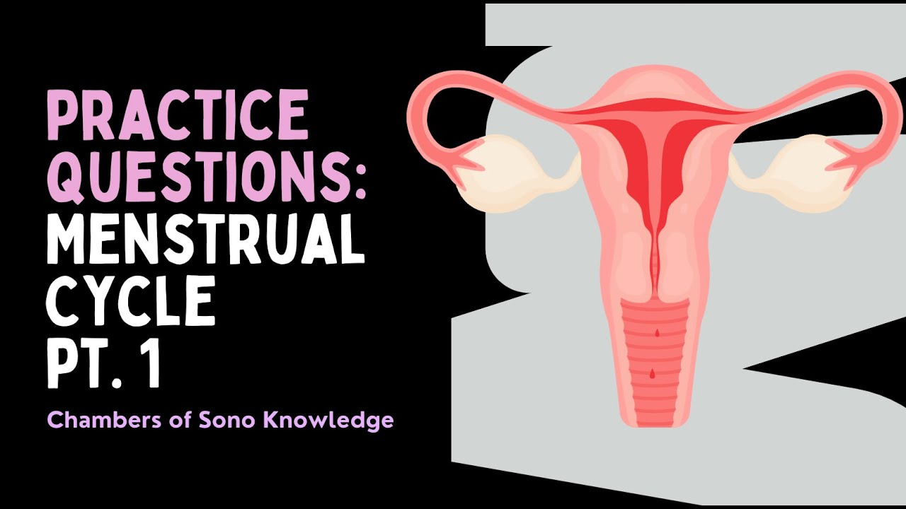 25 Ultrasound Practice Questions: Menstrual Cycle