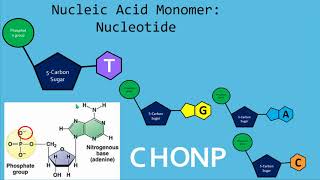 Macromolecule Review