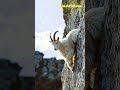 Goat S Cliff Jump Turns Surreal Split Personality Mid Air ️ 概要 Description