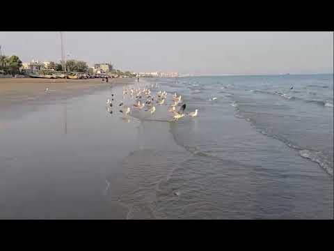 Morning at Bandar Abbas Beach — Calm & Beautiful Moments