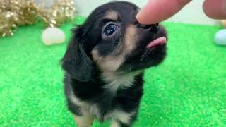 ハーフ犬の動画01