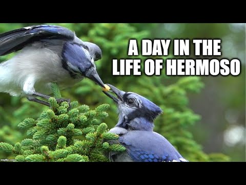 A Day in the Life of a Blue Jay Named Hermoso (A Short Film)