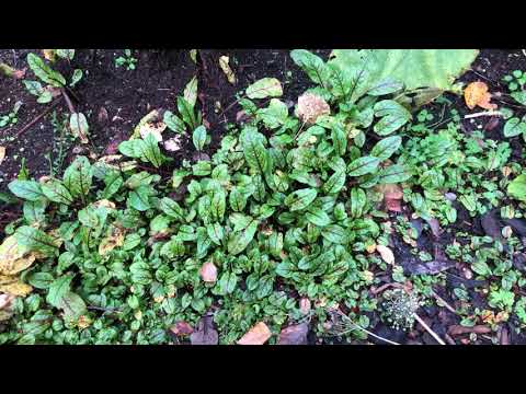 Samla frö av tvååriga grönsaker och rotfrukter 5 du inte får missa att missa