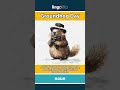 Groundhog Day - a fun tradition in the Unit... video thumbnail