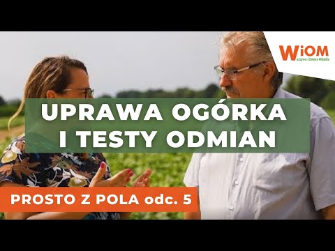 , title : 'Prosto z pola: stan uprawy ogórka i testy odmian u Zbigniewa Stajkowskiego'