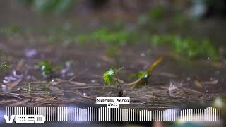 Download lagu Koil - Suaramu Merdu mp3 Download lagu Koil - Suaramu Merdu mp3