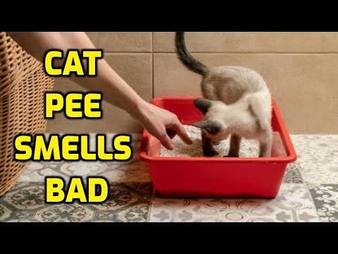 Why Does My Cat's Urine Smell So Strong?