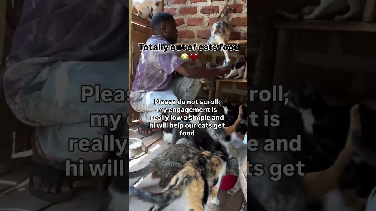 Please do not scroll, my engagement is really low a simple and hi will help our cats get food