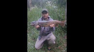 Ричивой фарель рыбалка кыргыстане