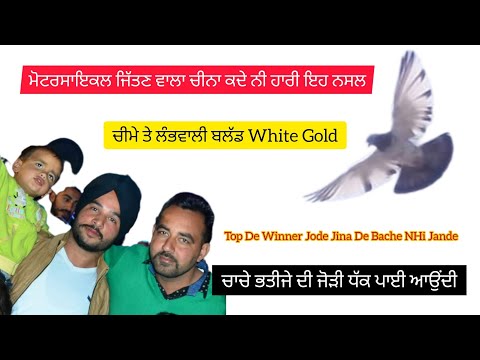 Rode Kelon De Star Jode Jina De Bache NHi Jande