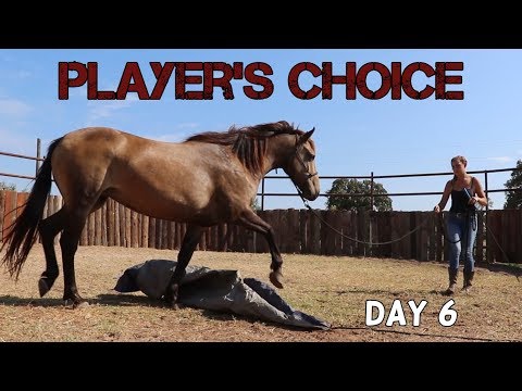 Day Six with a Wild Mustang//Player's Choice Mustang Makeover 2020
