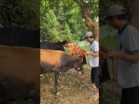 Sapi kesayangan kembali ke pangkuan #polisipenolongpresisi