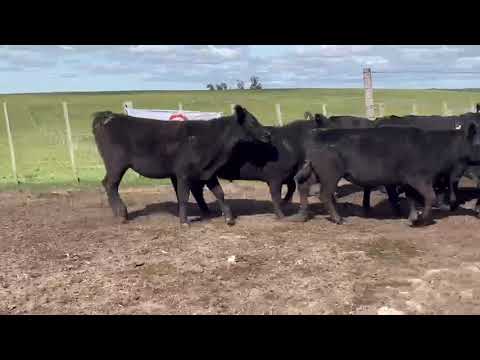 LOTE 14 – Terneras – La Avanzada – ABERDEEN ANGUS