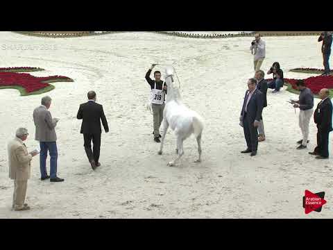 N 319 GALL OF SHANGHAI   Sharjah International 2019