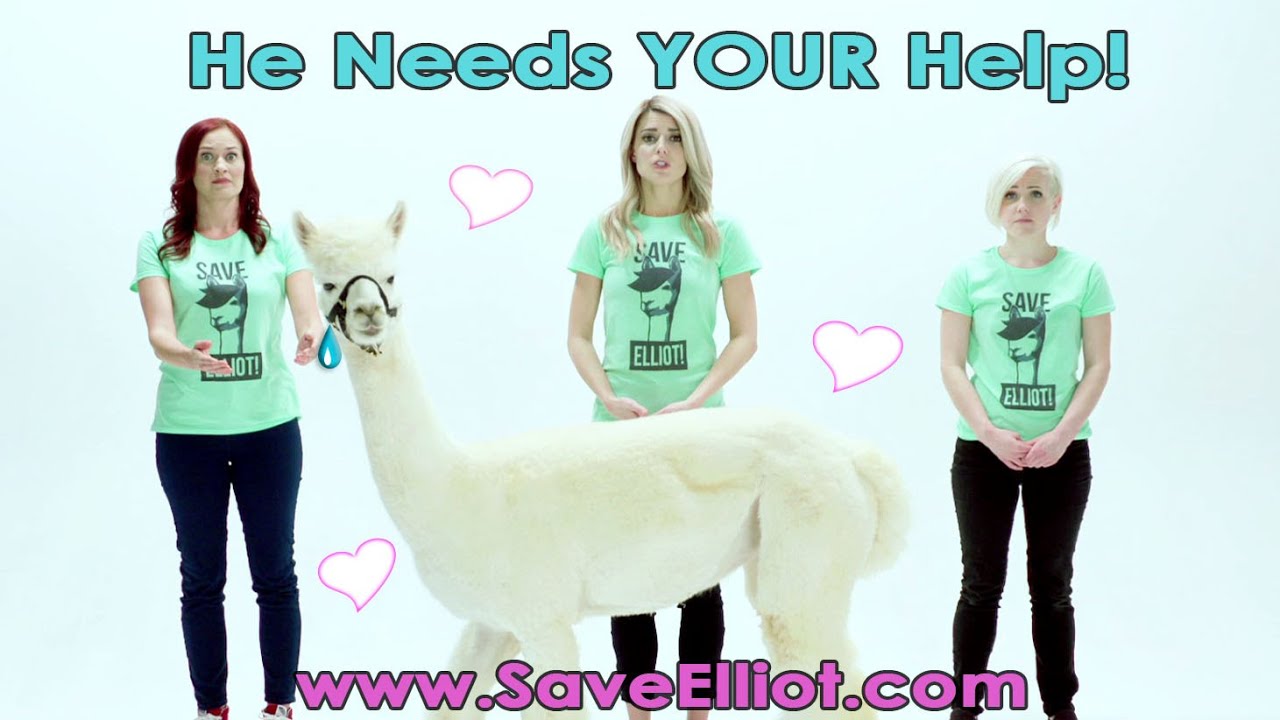 HELP OUR ALPACA FRIENDS! #Dirty30Movie
